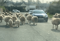 Ewe won't believe what was happening in Bream