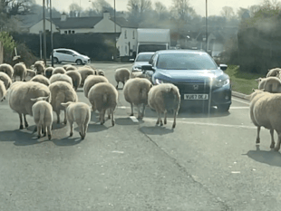 Ewe won't believe what was happening in Bream