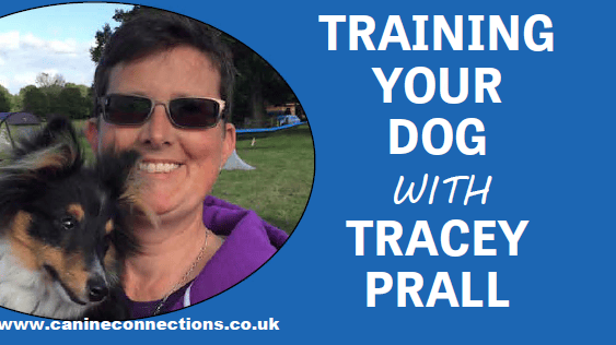 Training your dog with Tracey Prall - keep dogs on leads near sheep