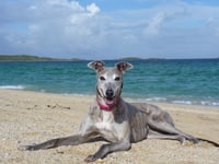 Race against time to find homes for retired greyhounds