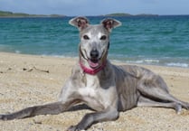 Race against time to find homes for retired greyhounds