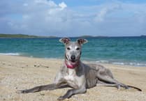 Race against time to find homes for retired greyhounds