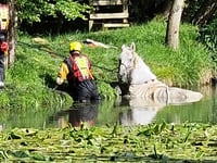Fire service offers a helping hand to Harley the horse