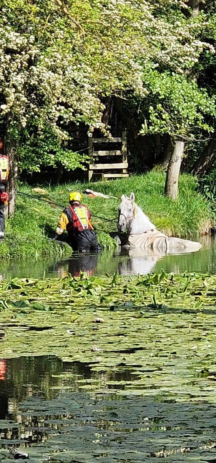 Harley the horse bing rescues by Bromyard Fire Station