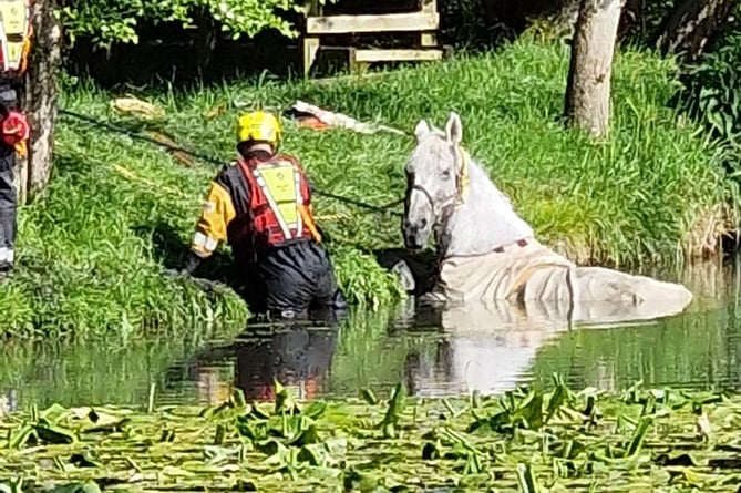 Harley the horse bing rescues by Bromyard Fire Station