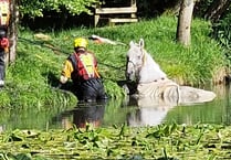 Fire service offers a helping hand to Harley the horse