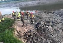 Race to moo-ve cow to safety in dramatic River Wye rescue