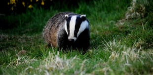 IFAW wants Government to get tougher on wildlife crime
