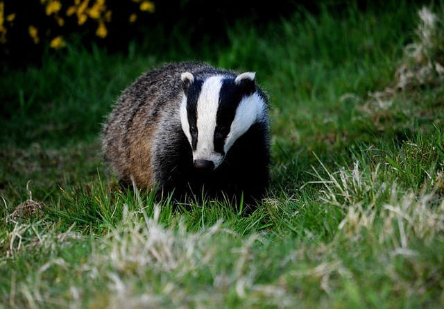 IFAW wants Government to get tougher on wildlife crime