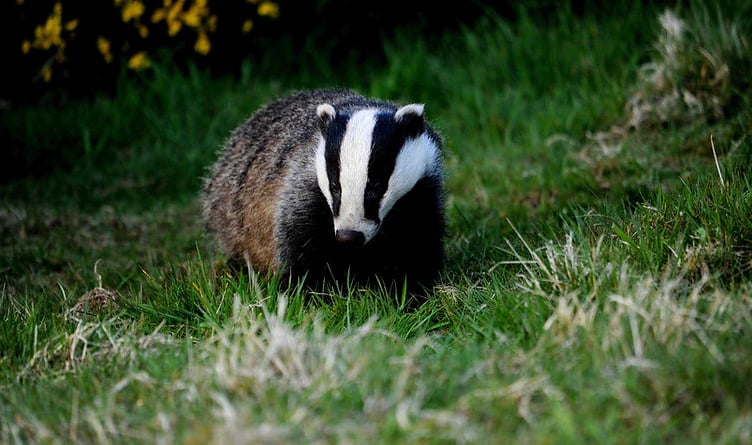 A badger in danger of being culled.