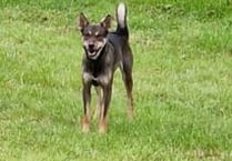 Dogs that killed 28 sheep found and put down