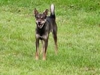Dogs that killed 28 sheep found and put down
