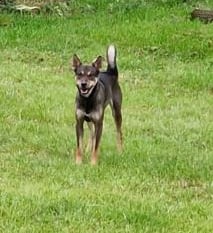Dogs that killed 28 sheep found and put down