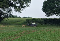 Oh deer! Picture of the week