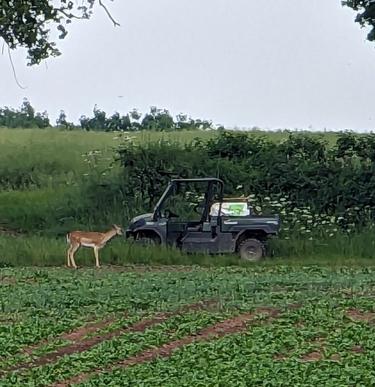 Deer on Ally Hunter Blair's farm