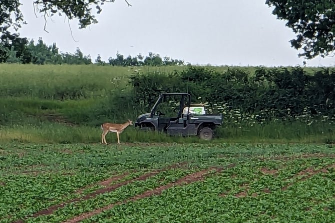 Deer on Ally Hunter Blair's farm