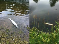 Conservationists to find cause of dead salmon in Wye