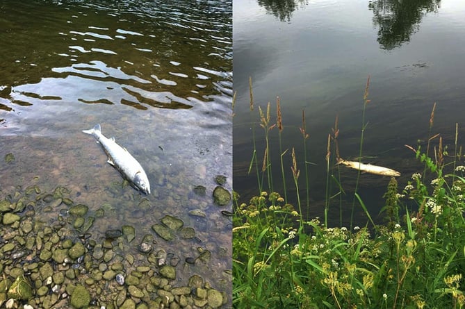 Dead salmon found in the Wye