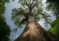 Planning updates: a number of tree cut back, and a farm erection