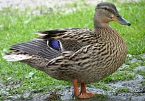 Duck 'holds up' Wye Valley roadworks