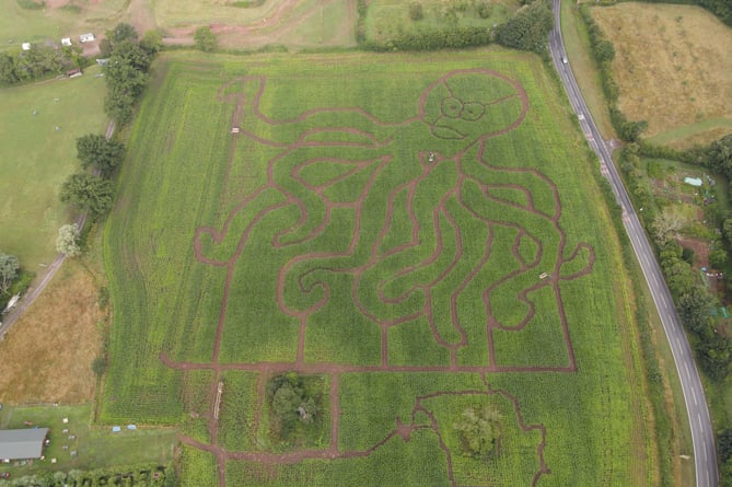 The new octopus maze at Elton Giant Maize Mazes