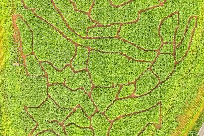 The coral reef maze