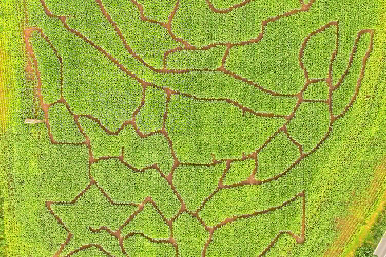 The coral reef maze