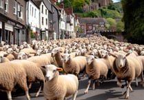 Thriving lamb market steals the spotlight at Ross Market