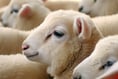 Surges in cattle and lamb at Ross Market
