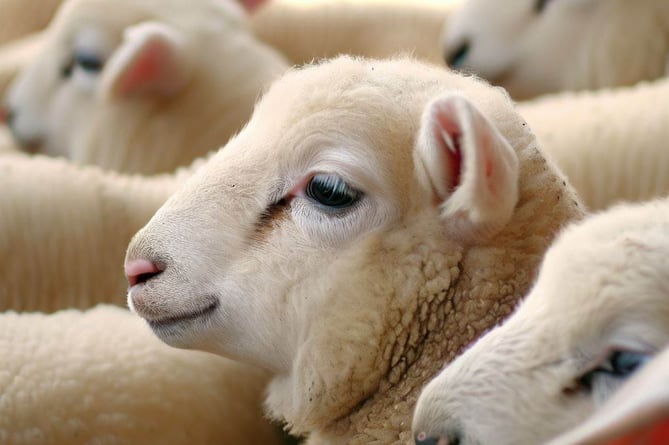 Lambs stock image