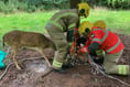 Fire fighters rescue tangled dear