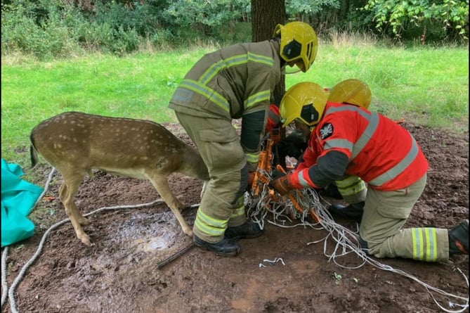 A deer being rescues by fire and rescue service