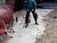Ross farrier's animal ban appeal fails