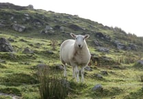 Bustling week at livestock market