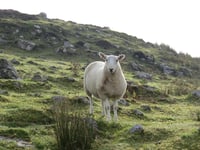 Bustling week at livestock market