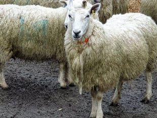 Ross Market sees a surge in cattle and lamb trade
