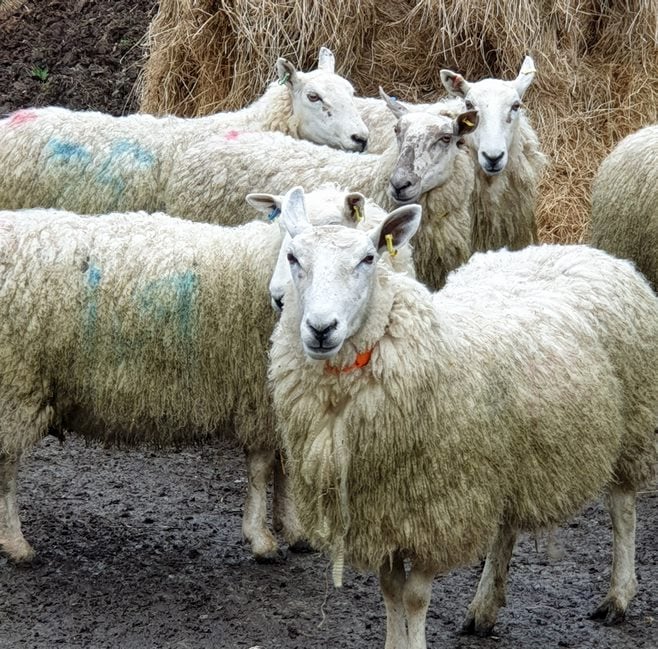 Sheep on Aberystwyth University farms