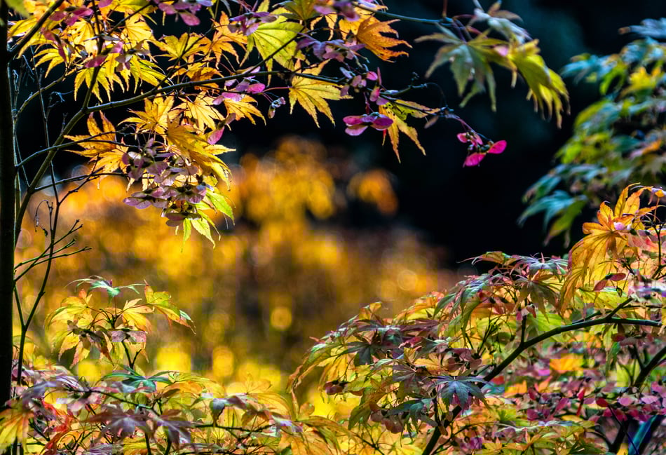 Weather paves way for spectacular autumn colour, experts say