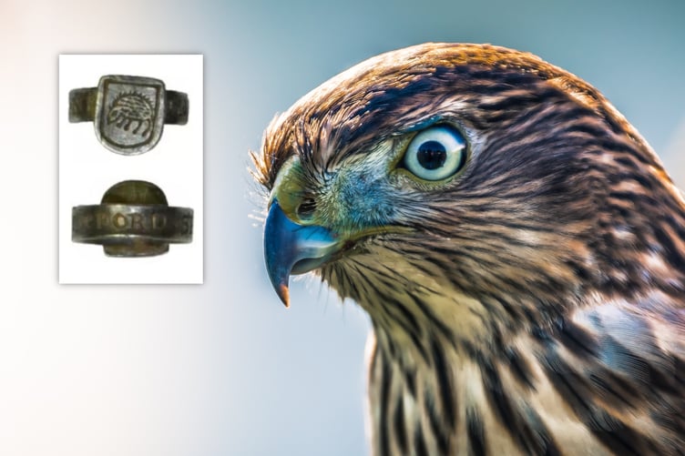 Hawk and hawking ring