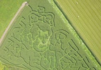 An a-maize-ing maze in the likeness of King Charles