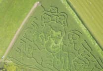 An a-maize-ing maze in the likeness of King Charles