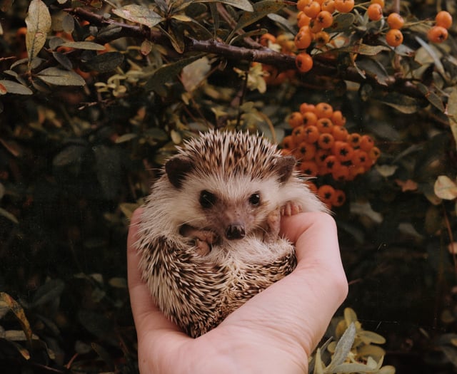 New wildlife signage to safeguard hedgehogs and small animals