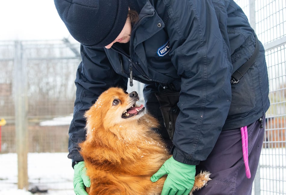 RSPCA's 'brrrilliant' tips to help animals during the winter