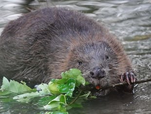 New beaver enclosure to be created near Speech House