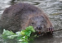 New beaver enclosure to be created near Speech House