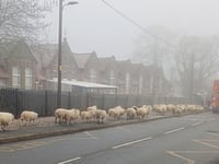 Baa-ck to basics plea over free roaming Forest sheep