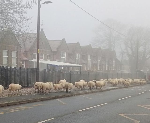Baa-ck to basics plea over free roaming Forest sheep