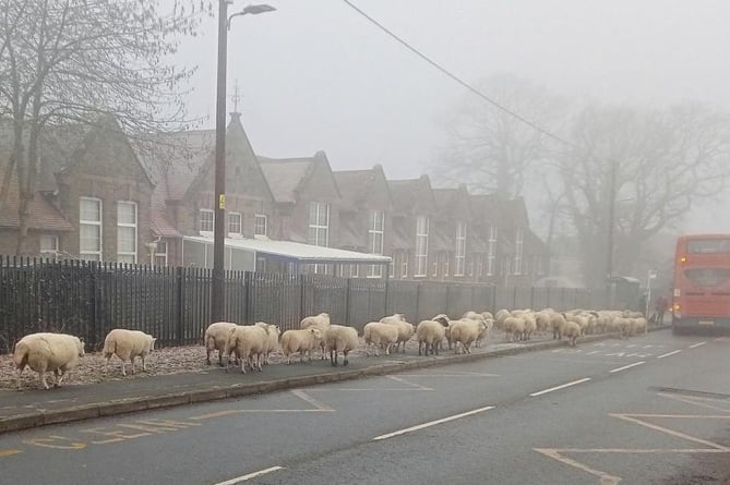 Free roaming sheep have even been spotted queuing for the bus in Bream
