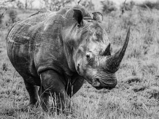 Ross Photo Club 'Vanishing' competition winners announced