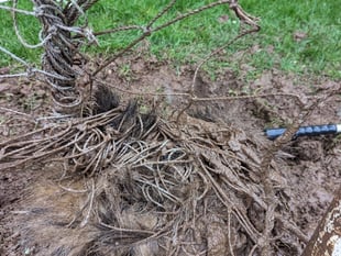 Badger rescued from football net at Wye Valley sports pitch